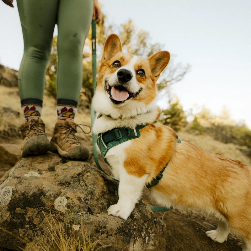 Ruffwear Front Range Flex Leash – Reflektierende Premium-Hundeleine mit weichem Griff für maximale Kontrolle und Komfort bei jedem Abenteuer