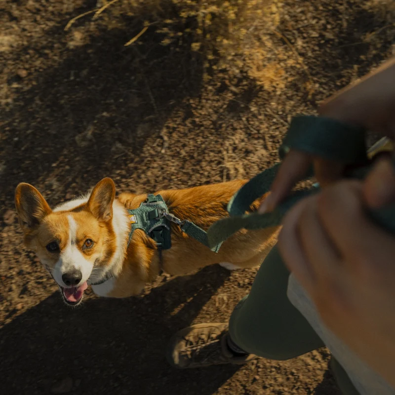 Ruffwear Front Range Flex Leash – Reflektierende Premium-Hundeleine mit weichem Griff für maximale Kontrolle und Komfort bei jedem Abenteuer