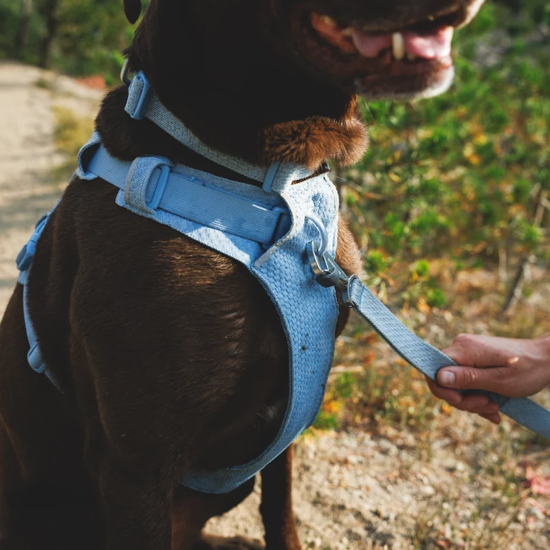 Ruffwear Front Range Flex Leash – Reflektierende Premium-Hundeleine mit weichem Griff für maximale Kontrolle und Komfort bei jedem Abenteuer