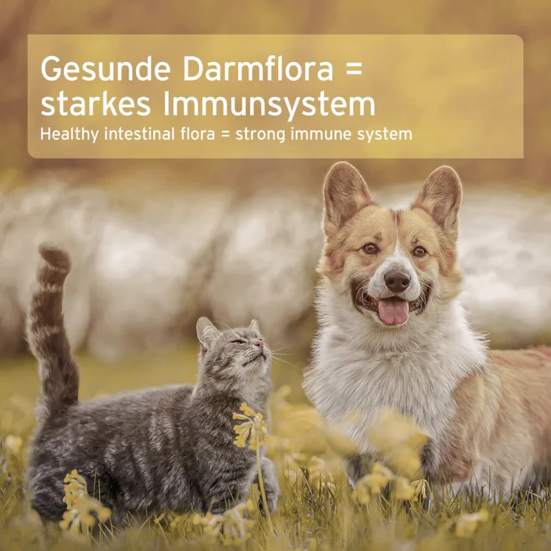 AniForte Naturmoor Fresshilfe für Hunde & Katzen – Natürlicher Appetitanreger für Verdauung, Immunsystem & Vitalität