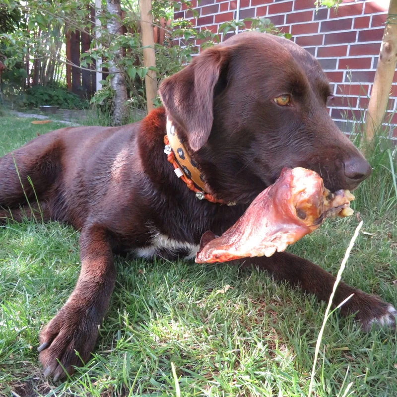Schweine-Ohren XXL