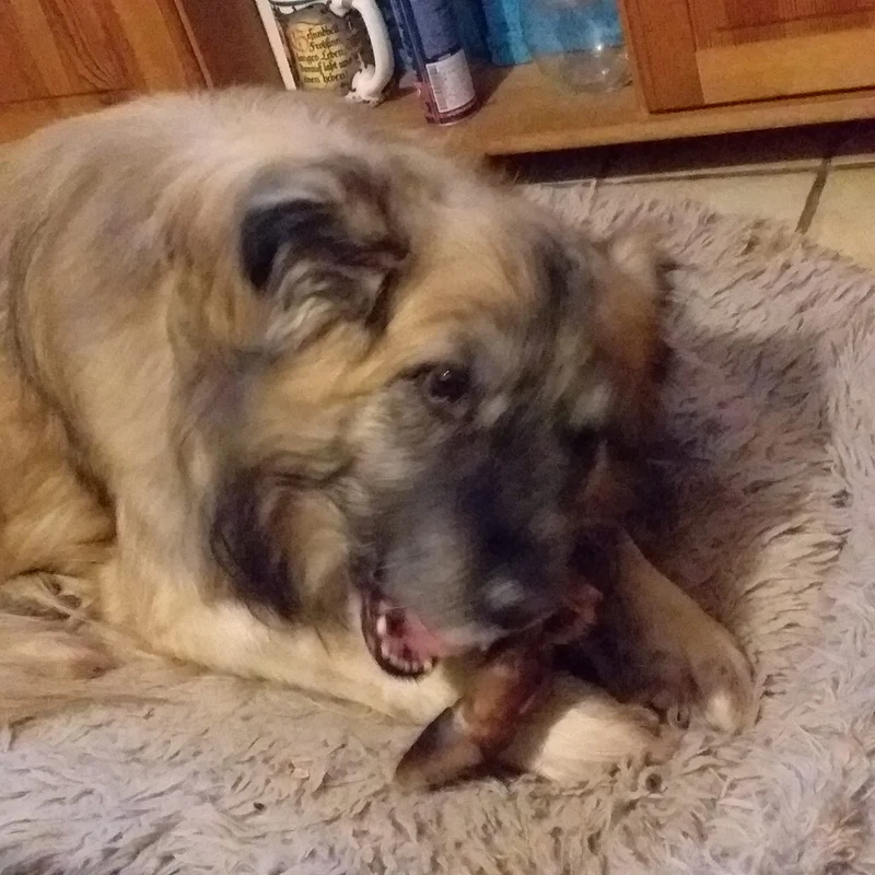 Hirsch Unterbein ohne Fell