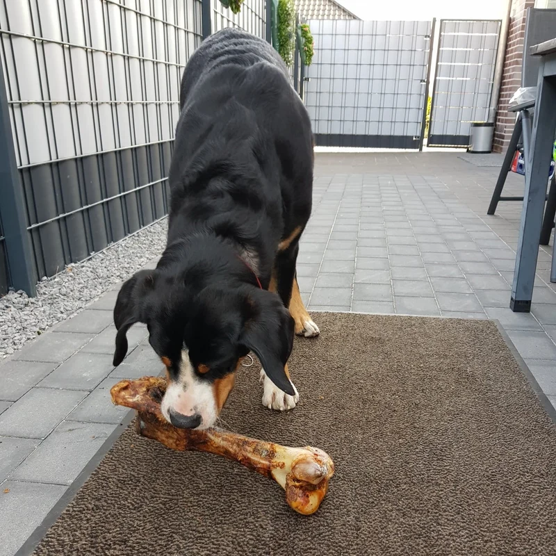 Pferde-Jumboknochen XXL