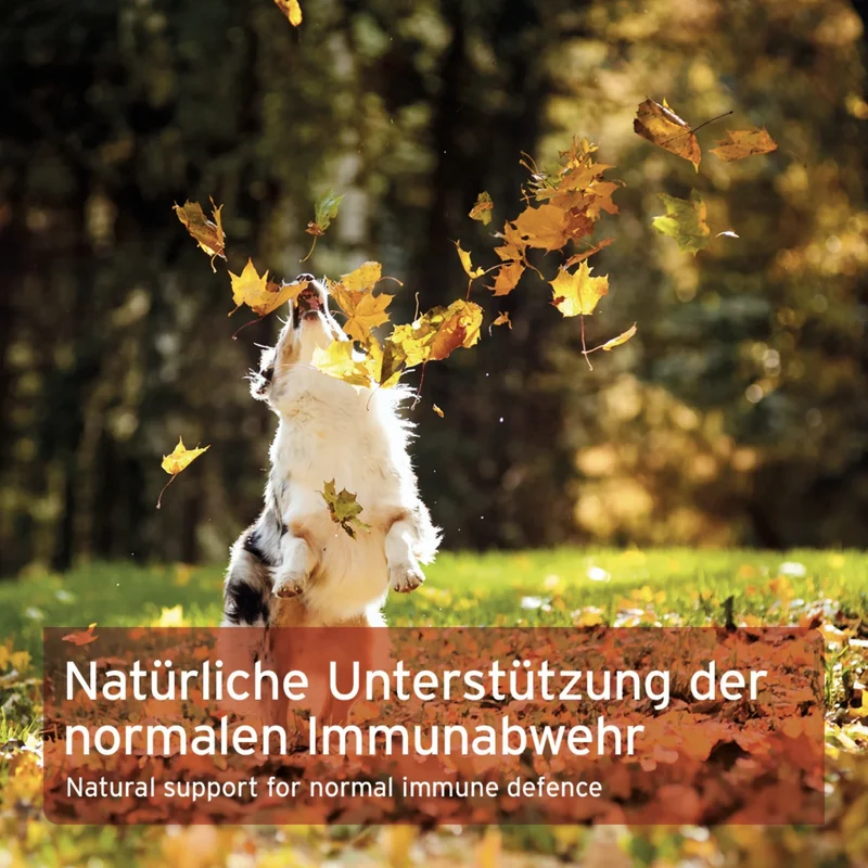 AniForte Premium Colostrum – Natürliche Immunstärkung & Darmgesundheit für Hunde