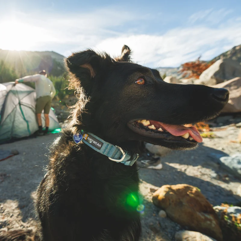 Ruffwear Front Range Flex Collar – Reflektierendes Hundehalsband mit innovativer Stricktechnologie für maximalen Komfort bei Abenteuern