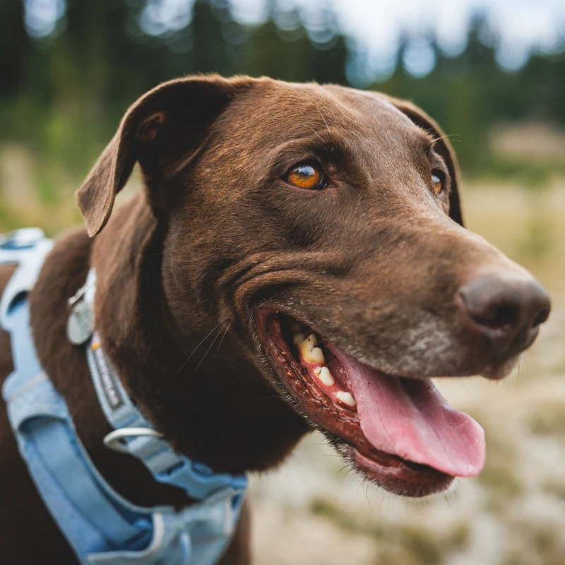 Ruffwear Front Range Flex Collar – Reflektierendes Hundehalsband mit innovativer Stricktechnologie für maximalen Komfort bei Abenteuern