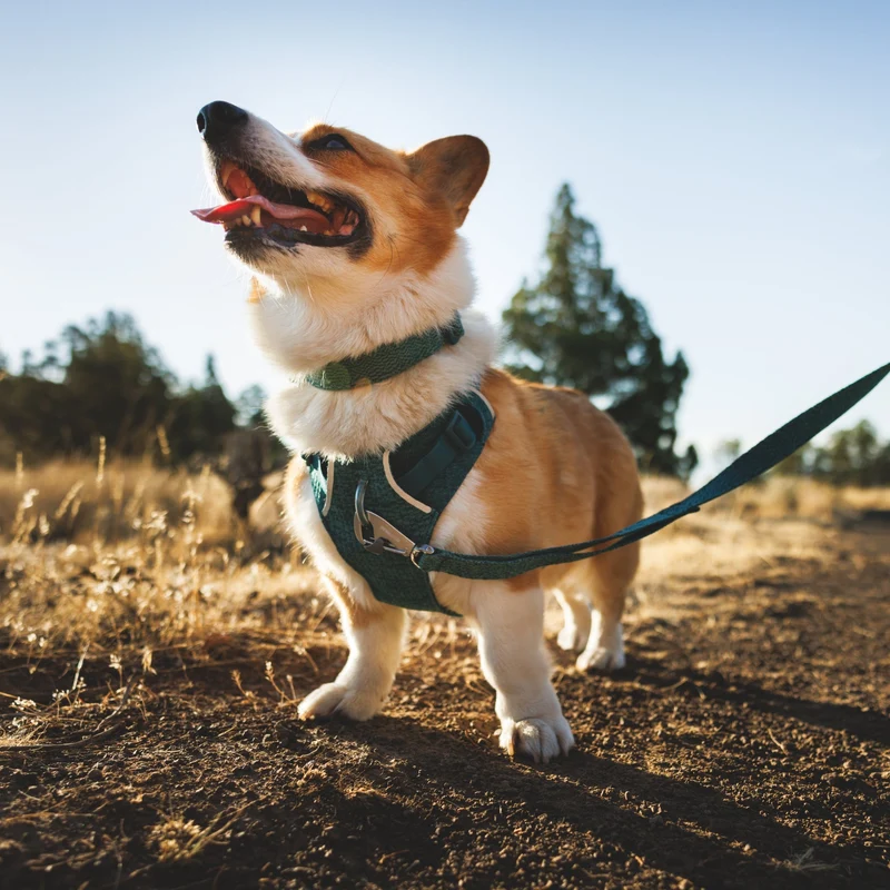 Ruffwear Front Range Flex Collar – Reflektierendes Hundehalsband mit innovativer Stricktechnologie für maximalen Komfort bei Abenteuern