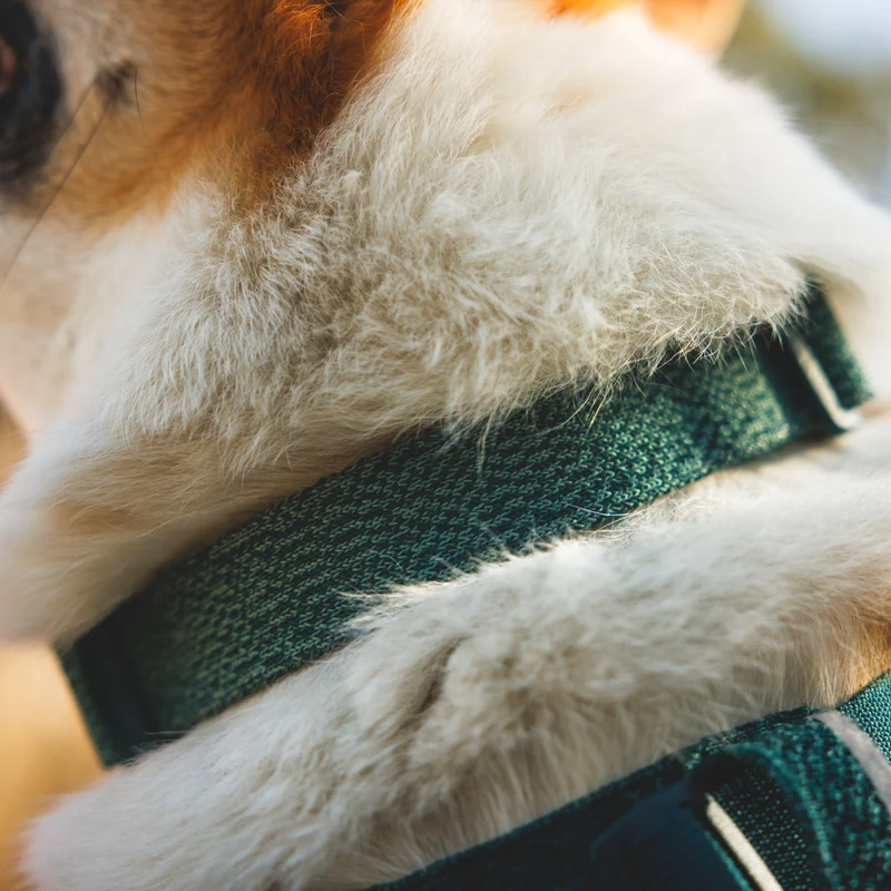 Ruffwear Front Range Flex Collar – Reflektierendes Hundehalsband mit innovativer Stricktechnologie für maximalen Komfort bei Abenteuern