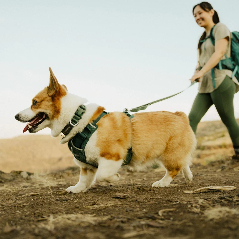 Ruffwear Front Range Flex Collar – Reflektierendes Hundehalsband mit innovativer Stricktechnologie für maximalen Komfort bei Abenteuern