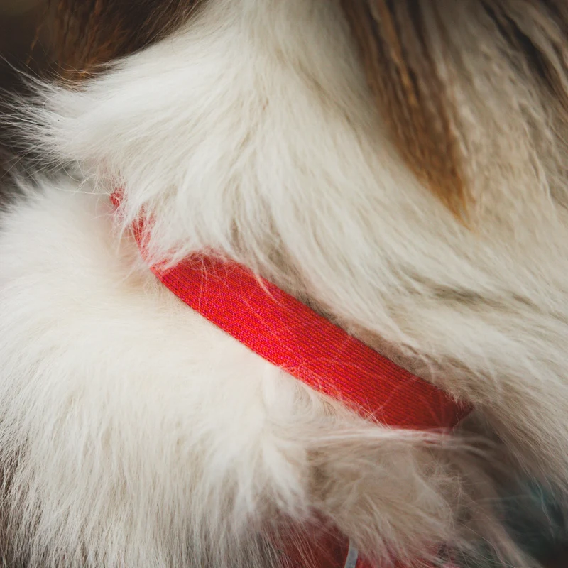 Ruffwear Front Range Flex Collar – Reflektierendes Hundehalsband mit innovativer Stricktechnologie für maximalen Komfort bei Abenteuern