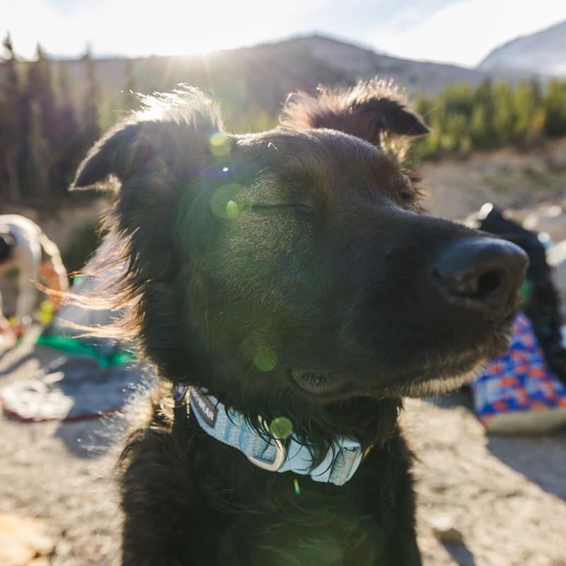 Ruffwear Front Range Flex Collar – Reflektierendes Hundehalsband mit innovativer Stricktechnologie für maximalen Komfort bei Abenteuern