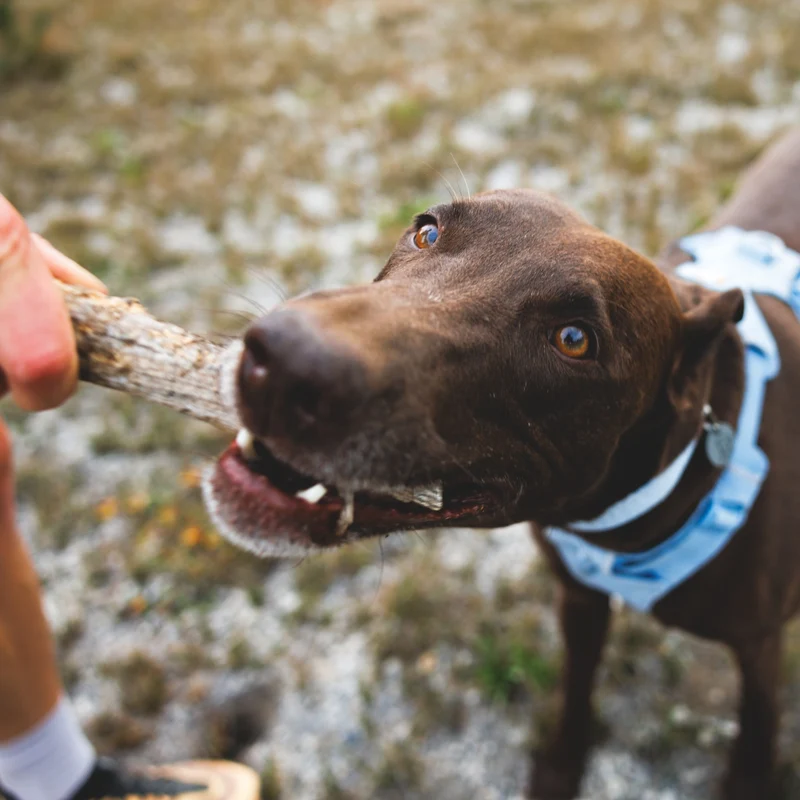 Ruffwear Front Range Flex Collar – Reflektierendes Hundehalsband mit innovativer Stricktechnologie für maximalen Komfort bei Abenteuern