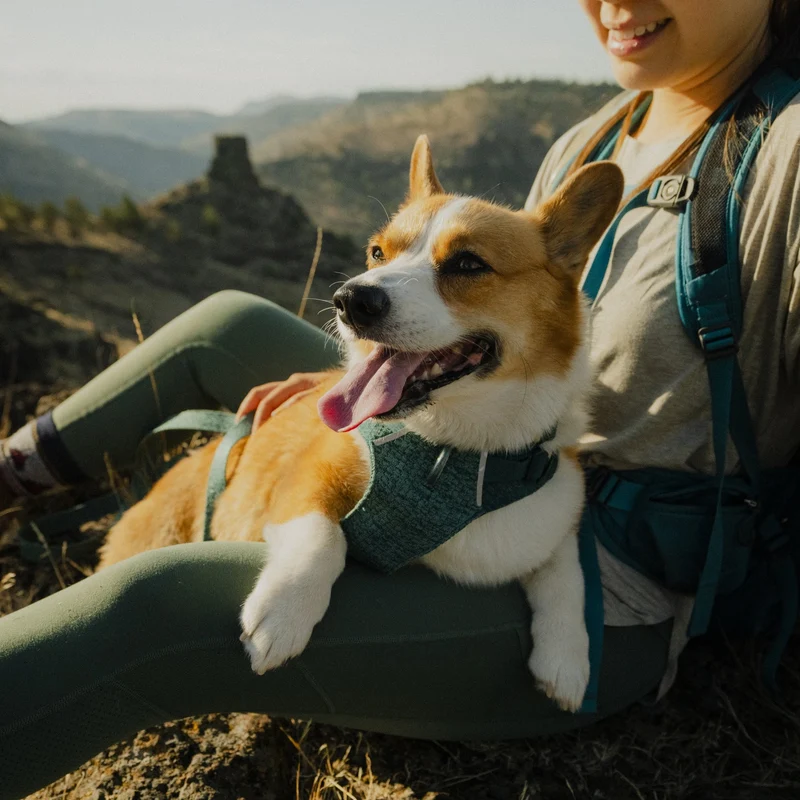 Ruffwear Front Range Flex Harness – Atmungsaktives Hundegeschirr in Stricktechnologie mit Y-Schnitt für maximale Bewegungsfreiheit und Komfort