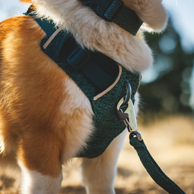 Ruffwear Front Range Flex Harness – Atmungsaktives Hundegeschirr in Stricktechnologie mit Y-Schnitt für maximale Bewegungsfreiheit und Komfort