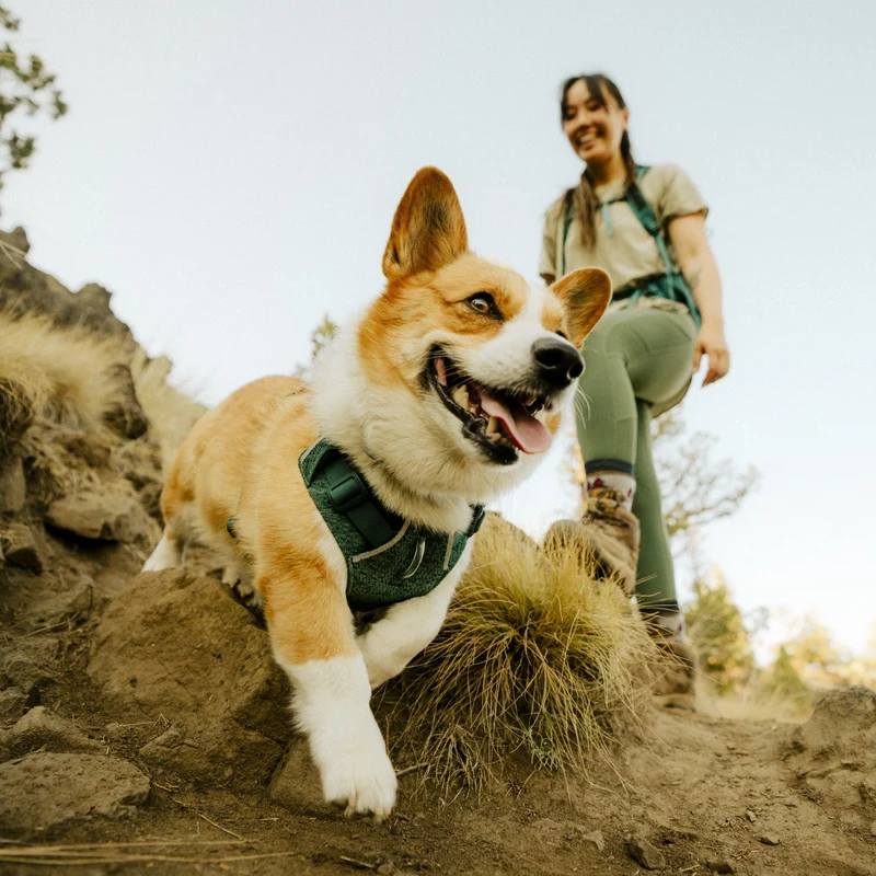 Ruffwear Front Range Flex Harness – Atmungsaktives Hundegeschirr in Stricktechnologie mit Y-Schnitt für maximale Bewegungsfreiheit und Komfort
