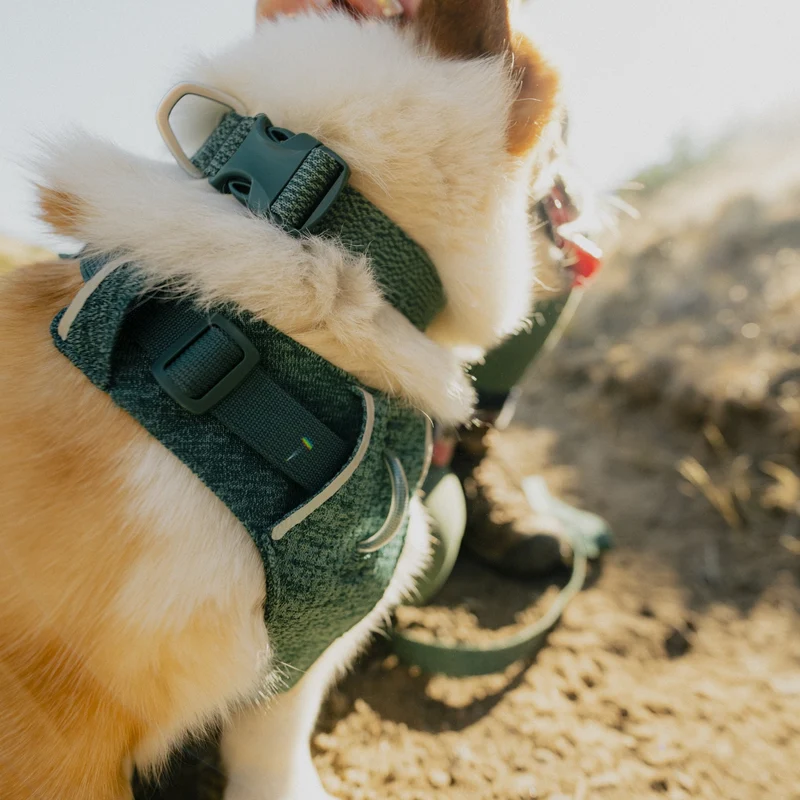 Ruffwear Front Range Flex Harness – Atmungsaktives Hundegeschirr in Stricktechnologie mit Y-Schnitt für maximale Bewegungsfreiheit und Komfort