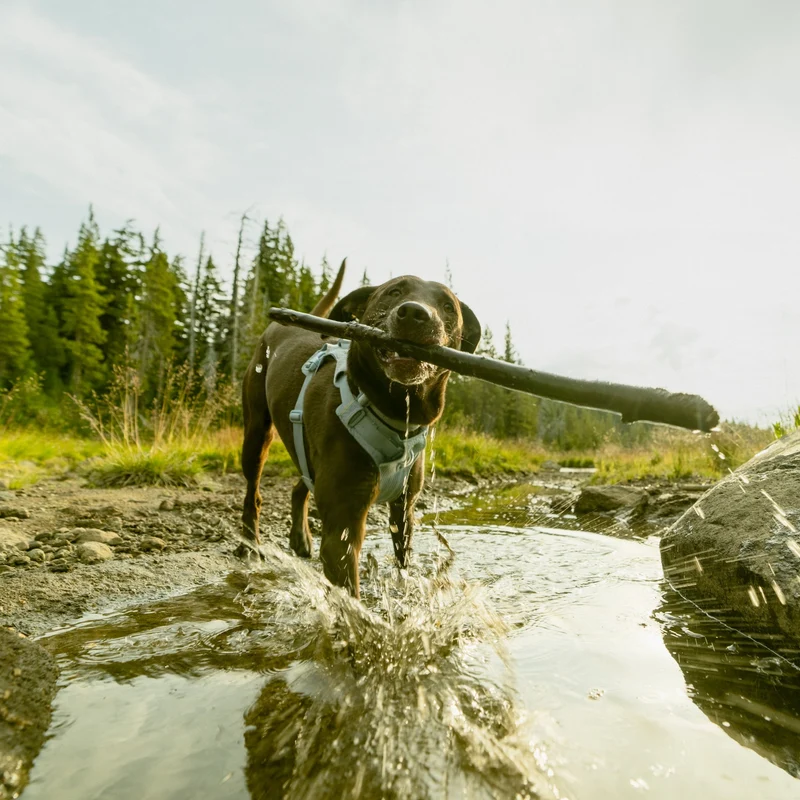 Ruffwear Front Range Flex Harness – Atmungsaktives Hundegeschirr in Stricktechnologie mit Y-Schnitt für maximale Bewegungsfreiheit und Komfort