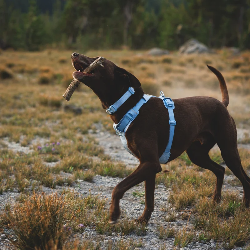 Ruffwear Front Range Flex Harness – Atmungsaktives Hundegeschirr in Stricktechnologie mit Y-Schnitt für maximale Bewegungsfreiheit und Komfort