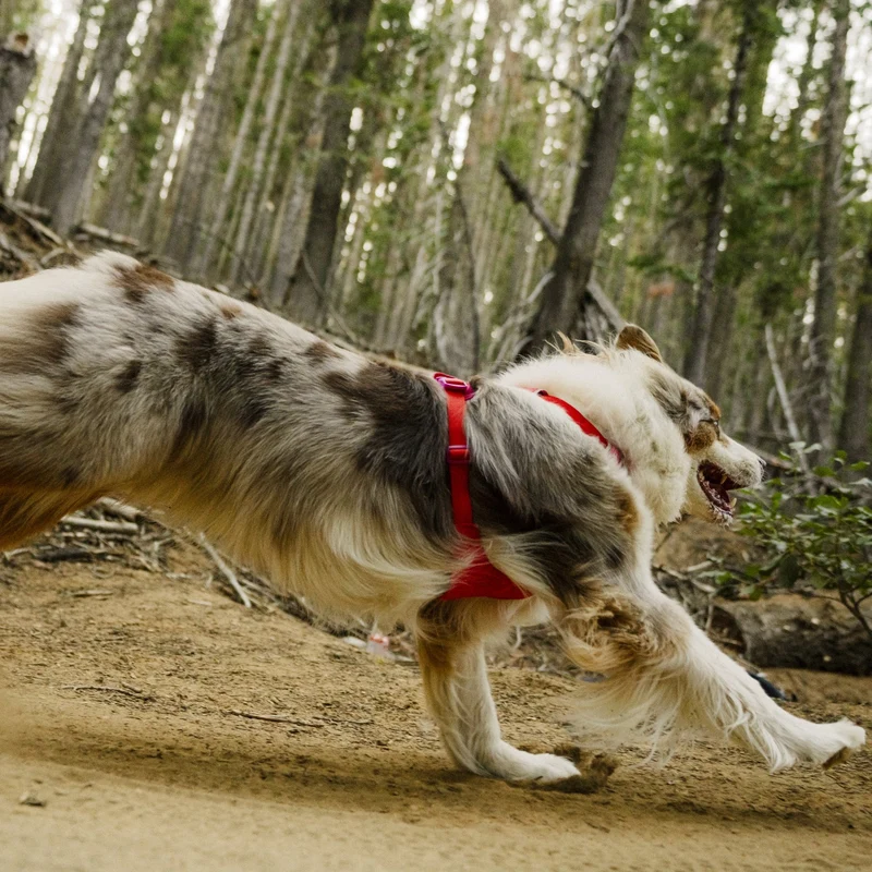 Ruffwear Front Range Flex Harness – Atmungsaktives Hundegeschirr in Stricktechnologie mit Y-Schnitt für maximale Bewegungsfreiheit und Komfort