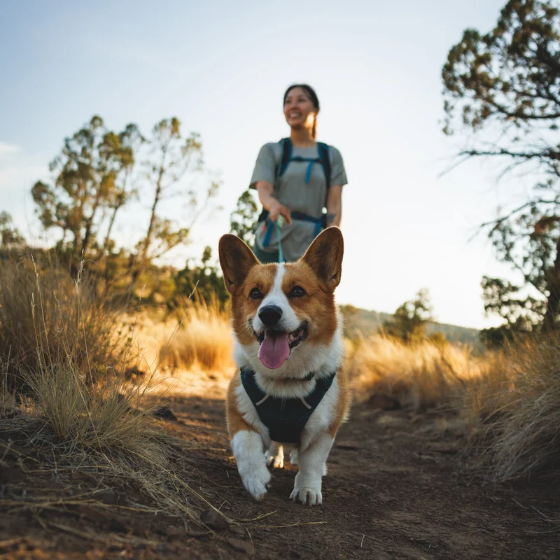 Ruffwear Front Range Flex Harness – Atmungsaktives Hundegeschirr in Stricktechnologie mit Y-Schnitt für maximale Bewegungsfreiheit und Komfort