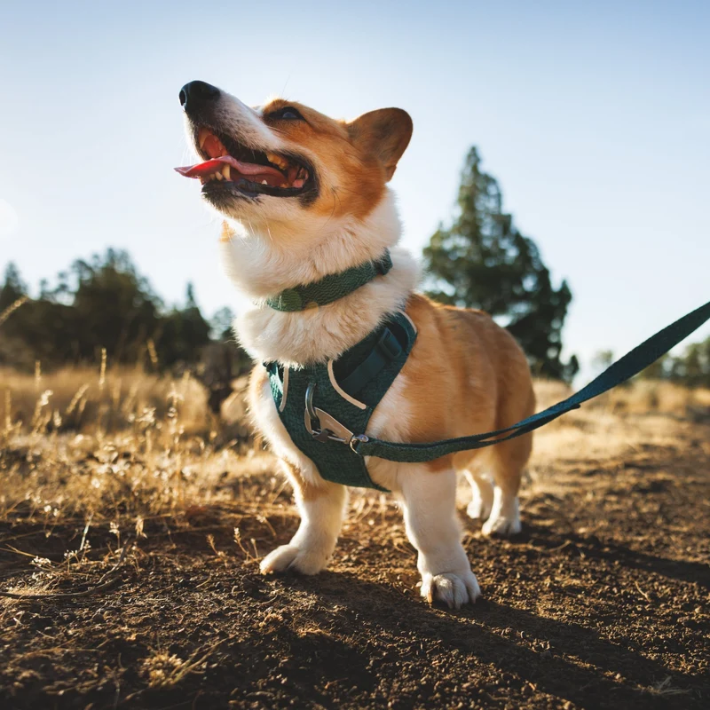 Ruffwear Front Range Flex Harness – Atmungsaktives Hundegeschirr in Stricktechnologie mit Y-Schnitt für maximale Bewegungsfreiheit und Komfort