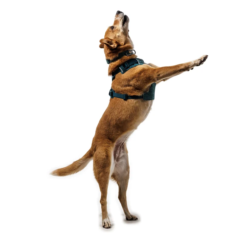 Ruffwear Front Range Flex Harness – Atmungsaktives Hundegeschirr in Stricktechnologie mit Y-Schnitt für maximale Bewegungsfreiheit und Komfort