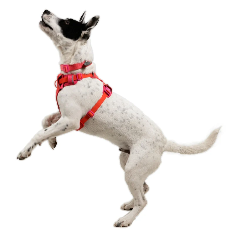 Ruffwear Front Range Flex Harness – Atmungsaktives Hundegeschirr in Stricktechnologie mit Y-Schnitt für maximale Bewegungsfreiheit und Komfort