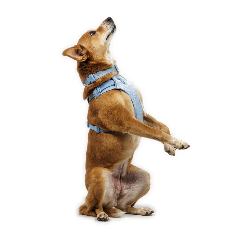 Ruffwear Front Range Flex Harness – Atmungsaktives Hundegeschirr in Stricktechnologie mit Y-Schnitt für maximale Bewegungsfreiheit und Komfort