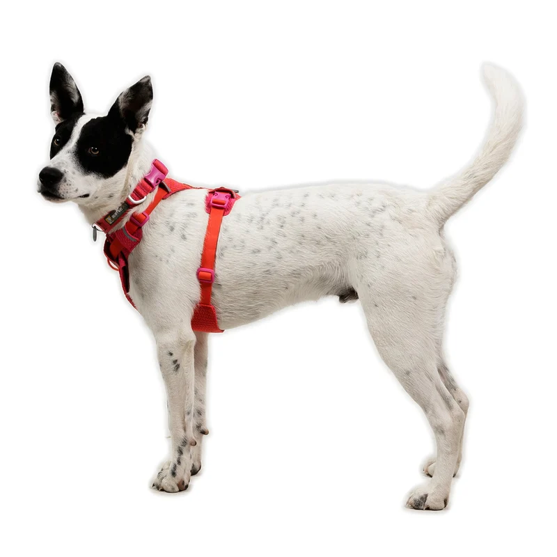 Ruffwear Front Range Flex Harness – Atmungsaktives Hundegeschirr in Stricktechnologie mit Y-Schnitt für maximale Bewegungsfreiheit und Komfort