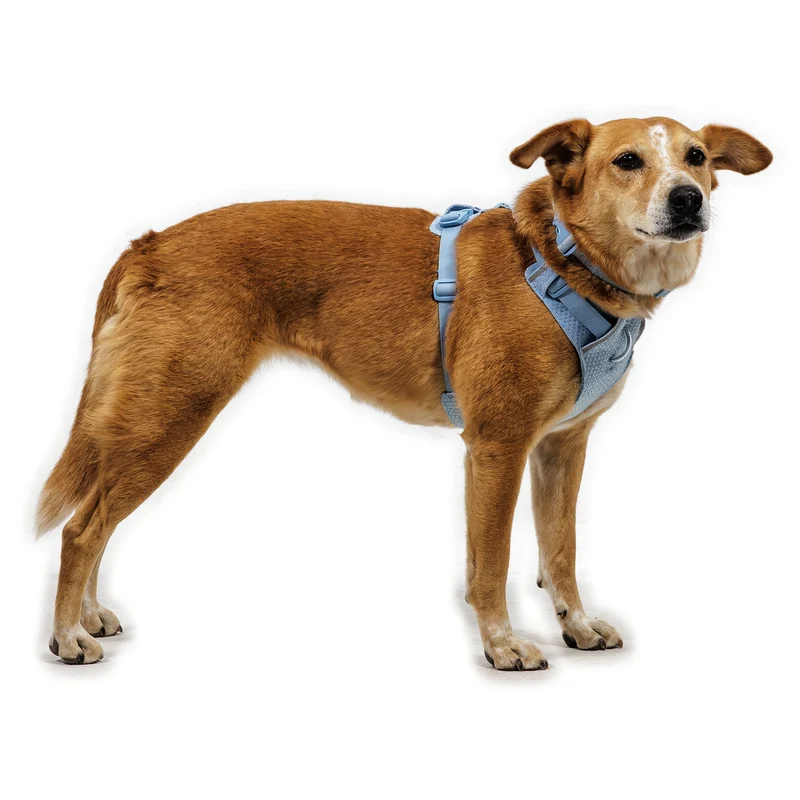 Ruffwear Front Range Flex Harness – Atmungsaktives Hundegeschirr in Stricktechnologie mit Y-Schnitt für maximale Bewegungsfreiheit und Komfort
