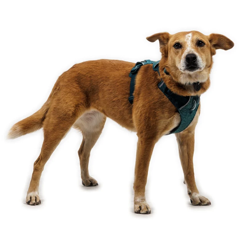 Ruffwear Front Range Flex Harness – Atmungsaktives Hundegeschirr in Stricktechnologie mit Y-Schnitt für maximale Bewegungsfreiheit und Komfort