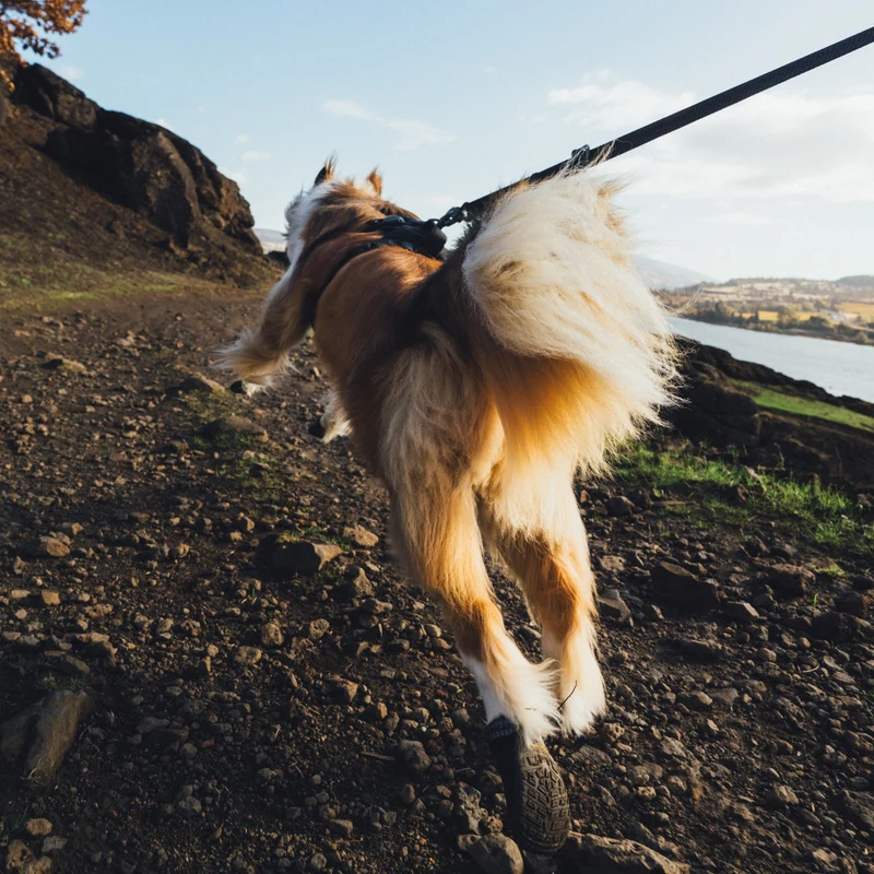 Ruffwear Ridgeline Leash – Reflektierende Hundeleine mit Talon Clip™ für sichere Abenteuer bei Tag und Nacht