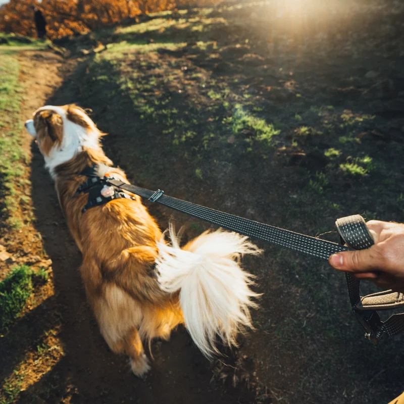 Ruffwear Ridgeline Leash – Reflektierende Hundeleine mit Talon Clip™ für sichere Abenteuer bei Tag und Nacht