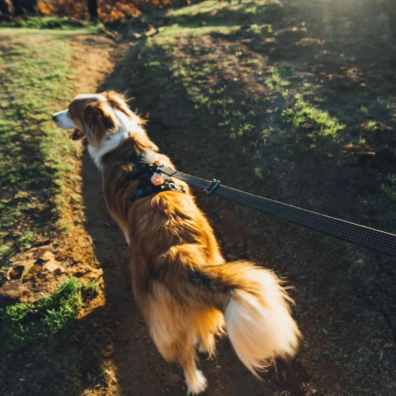 Ruffwear Ridgeline Leash – Reflektierende Hundeleine mit Talon Clip™ für sichere Abenteuer bei Tag und Nacht