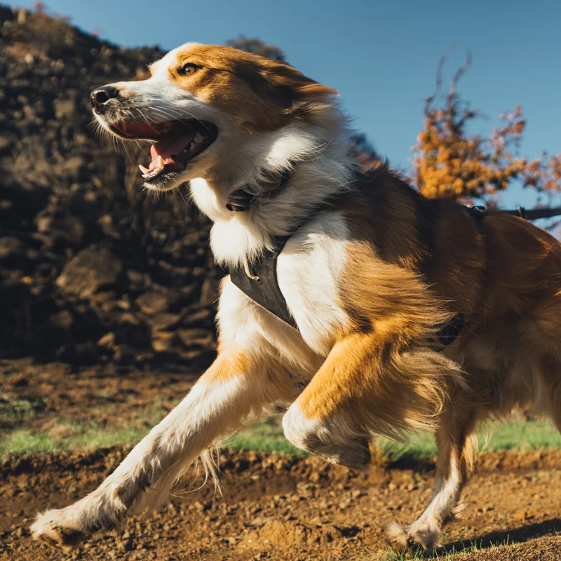 Ruffwear Ridgeline Collar – Reflektierendes Hundehalsband für Abenteuer, Sicherheit & Komfort bei Tag und Nacht