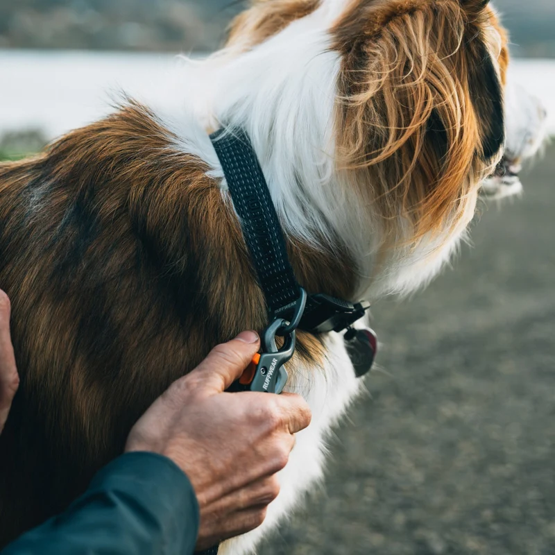 Ruffwear Ridgeline Collar – Reflektierendes Hundehalsband für Abenteuer, Sicherheit & Komfort bei Tag und Nacht