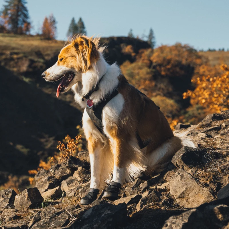 Ruffwear Ridgeline Collar – Reflektierendes Hundehalsband für Abenteuer, Sicherheit & Komfort bei Tag und Nacht