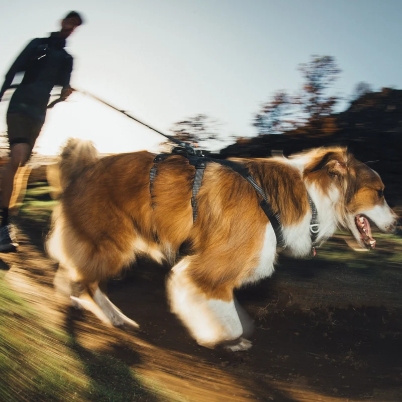 Ruffwear Ridgeline Collar – Reflektierendes Hundehalsband für Abenteuer, Sicherheit & Komfort bei Tag und Nacht