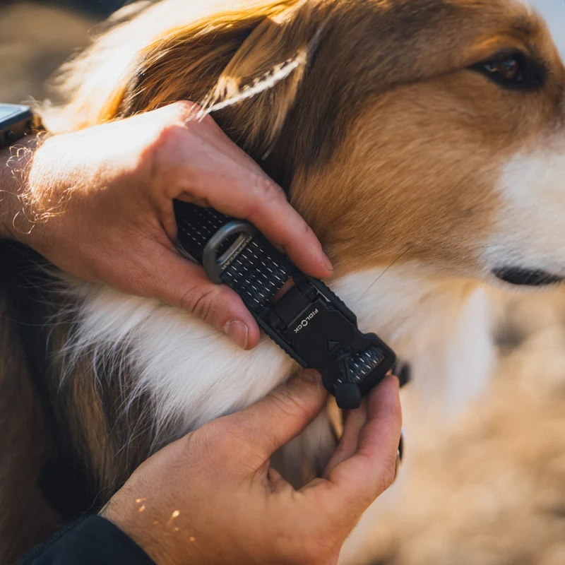 Ruffwear Ridgeline Collar – Reflektierendes Hundehalsband für Abenteuer, Sicherheit & Komfort bei Tag und Nacht