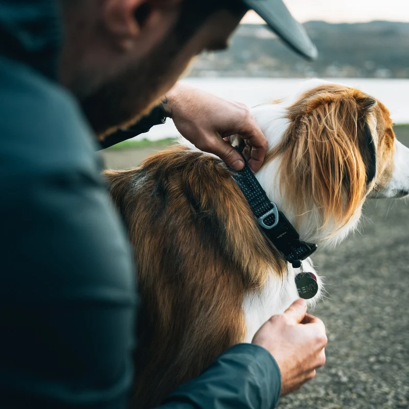 Ruffwear Ridgeline Collar – Reflektierendes Hundehalsband für Abenteuer, Sicherheit & Komfort bei Tag und Nacht