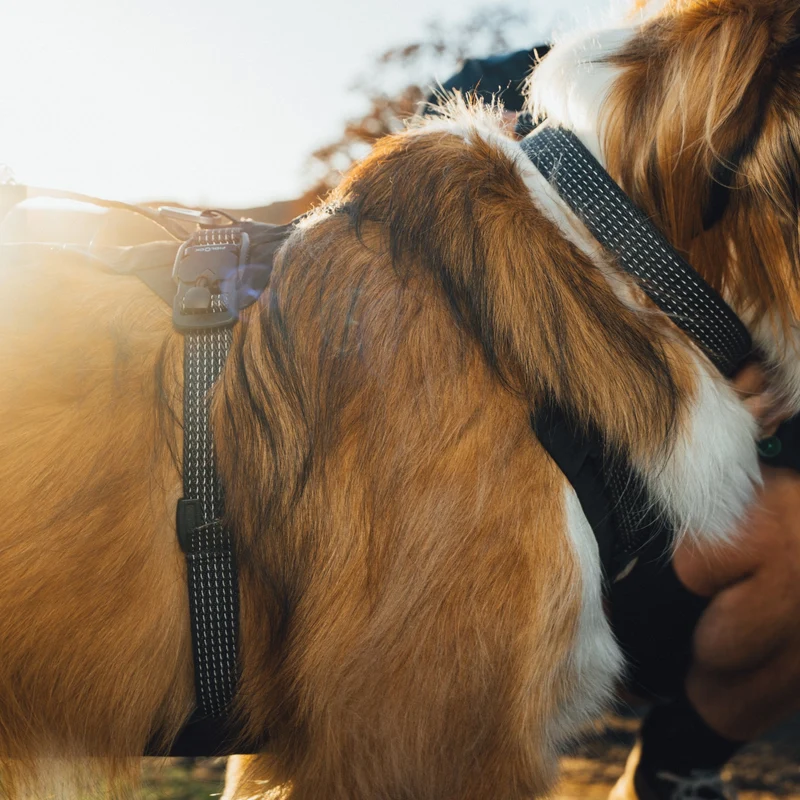 Ruffwear Ridgeline Collar – Reflektierendes Hundehalsband für Abenteuer, Sicherheit & Komfort bei Tag und Nacht