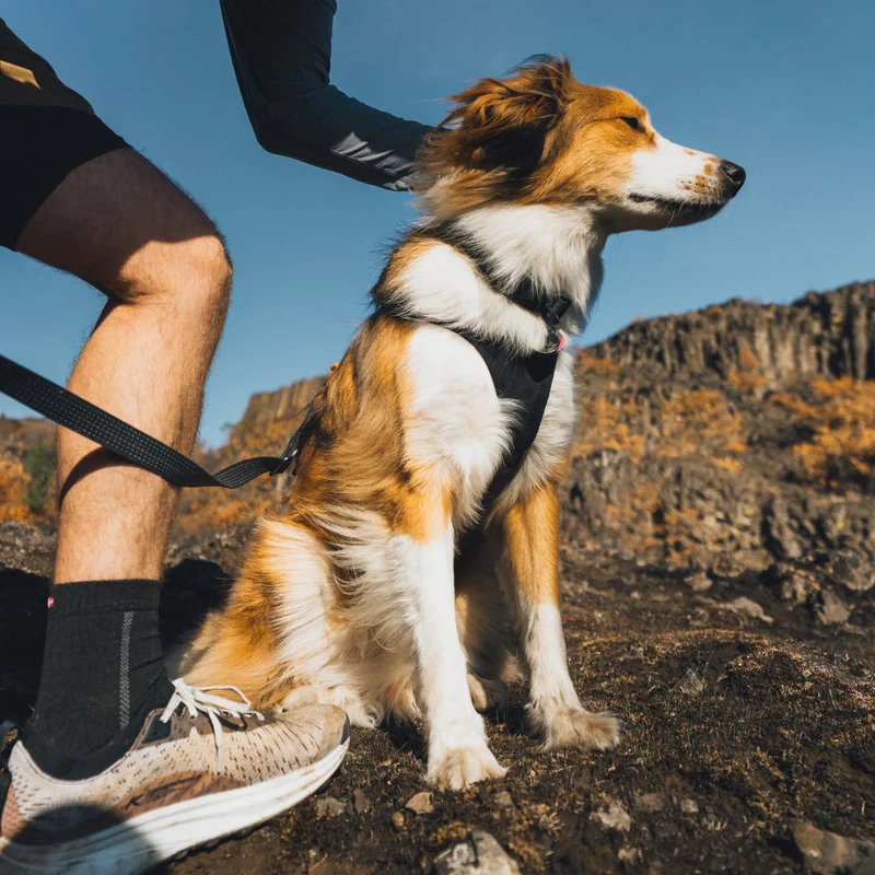Ruffwear Ridgeline Harness – Fidlock® Magnetschnallen & Haltegriff für maximale Kontrolle, Bewegungsfreiheit & ganztägigen Outdoor-Komfort