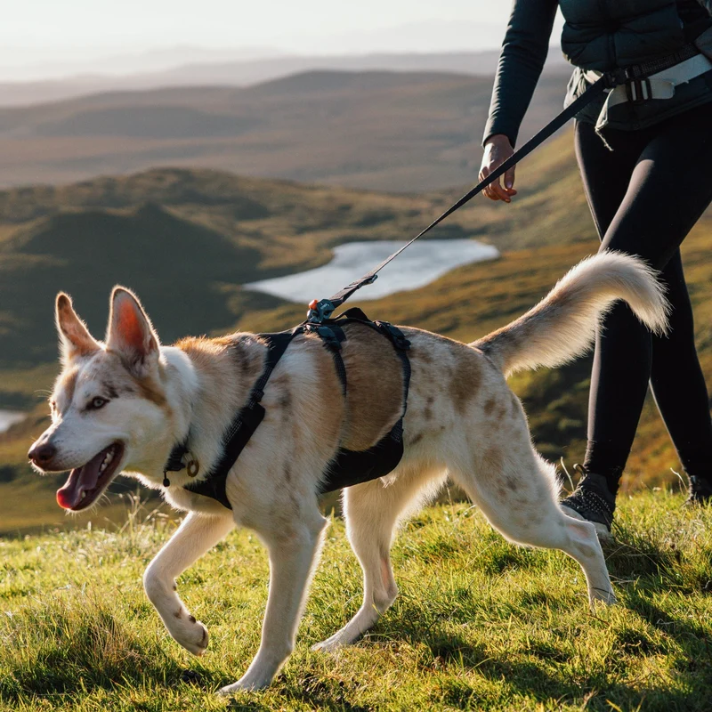 Ruffwear Ridgeline Harness – Fidlock® Magnetschnallen & Haltegriff für maximale Kontrolle, Bewegungsfreiheit & ganztägigen Outdoor-Komfort