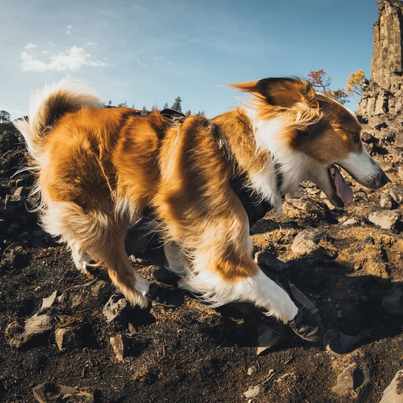 Ruffwear Ridgeline Harness – Fidlock® Magnetschnallen & Haltegriff für maximale Kontrolle, Bewegungsfreiheit & ganztägigen Outdoor-Komfort
