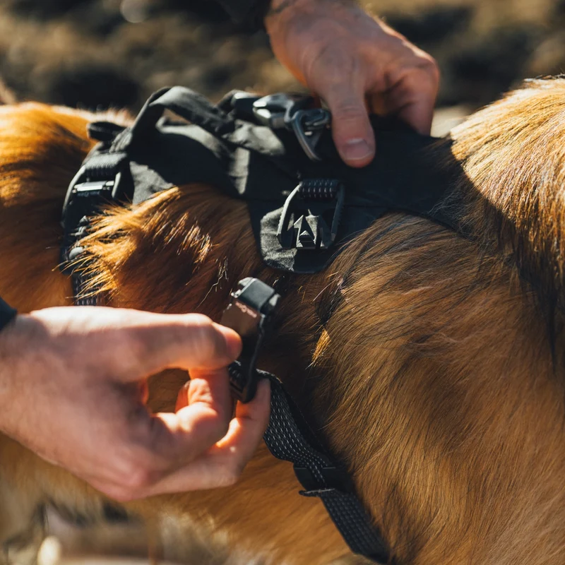 Ruffwear Ridgeline Harness – Fidlock® Magnetschnallen & Haltegriff für maximale Kontrolle, Bewegungsfreiheit & ganztägigen Outdoor-Komfort