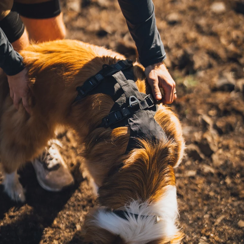 Ruffwear Ridgeline Harness – Fidlock® Magnetschnallen & Haltegriff für maximale Kontrolle, Bewegungsfreiheit & ganztägigen Outdoor-Komfort