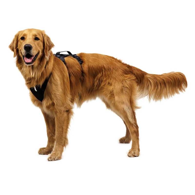 Ruffwear Ridgeline Harness – Fidlock® Magnetschnallen & Haltegriff für maximale Kontrolle, Bewegungsfreiheit & ganztägigen Outdoor-Komfort