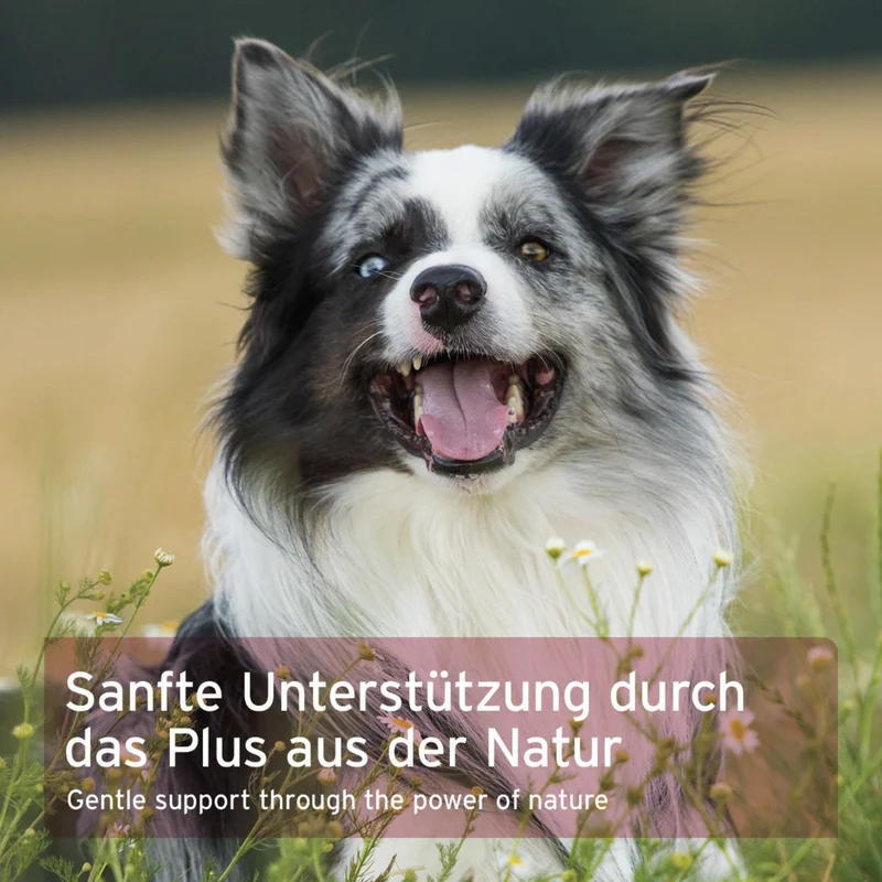 AniForte Hormon Balance für Hündinnen – Natürliche Unterstützung bei Läufigkeit, Scheinträchtigkeit & hormonellem Ungleichgewicht