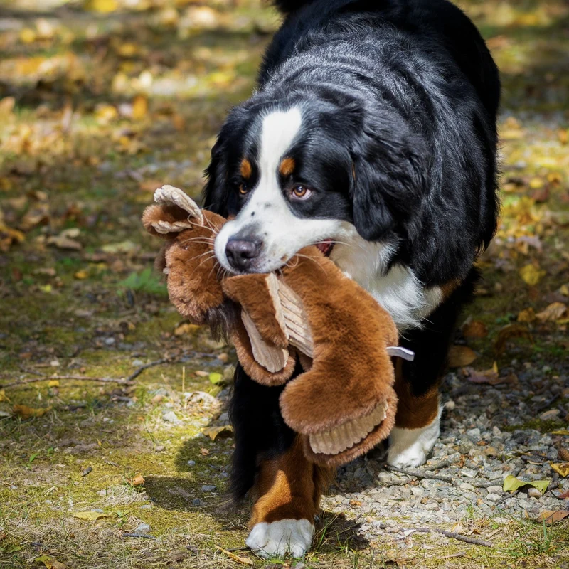 HuggleHounds X-Brace Maple Moose – Extra robustes Hundespielzeug mit Quietscher & Knisterpapier für starke Kauer