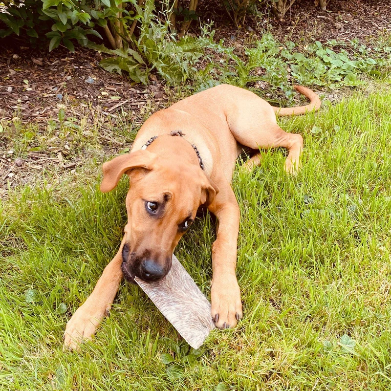 Pferde-Hautplatten mit Fell